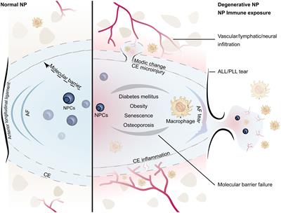 Frontiers | Immune exposure: how macrophages interact with the